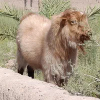 نری گوسفند