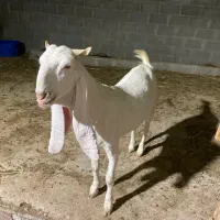 عسلویه اخند