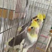 عروس هلندی|پرنده|کهریزک, |دیوار