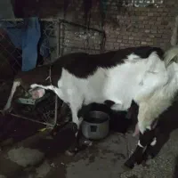 گوسفند پاکستانی