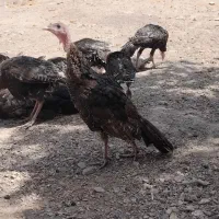 بوقلمون برنز محلی 5 ماهه فقط امروز|حیوانات مزرعه|مشهد, وکیل‌آباد|دیوار