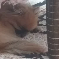 سگ پامر گمشده