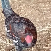 خروس محلی ونیمچه خروس|حیوانات مزرعه|آبادان, |دیوار