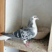 کفتر هفت رنگ