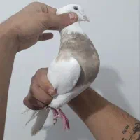 طوقی