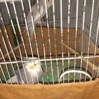 ۶تا عروس هلندی دوتاش حرف زن|پرنده|قم, زاویه|دیوار