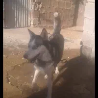 هاسکی ماده|سگ|شوشتر, |دیوار