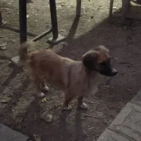 سگ اشپیتز ماده