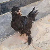 تعدادی برهما بیگ سایز  با کیفیت بسیار عالی|حیوانات مزرعه|شیراز, سعیدیه جنوبی|دیوار