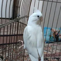 طوطی عروس نر ماده جفت