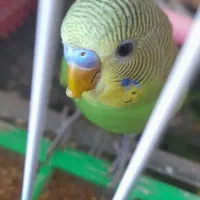 جفت مرغ عشق|پرنده|چناران, |دیوار