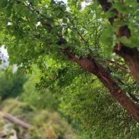 فروش زمین سه راهی طولیان