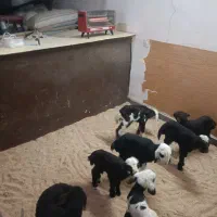 انواع بره شیری ،موجود است|حیوانات مزرعه|خرم‌آباد, |دیوار