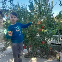 نهالستان اطمینان(محجوب)|خدمات باغبانی و درختکاری|تبریز, |دیوار