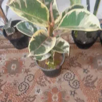 گل های آپارتمانی|گل و گیاه طبیعی|رشت, سلیمانداراب|دیوار