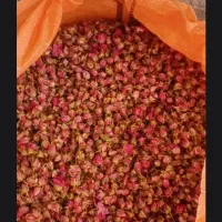 غنچه‌ گل محمدی