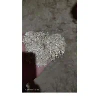 گندم  کوهدشت|لوازم جانبی حیوانات|گرمخان, |دیوار