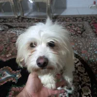 شیتزو|سگ|مشهد, دوست آباد|دیوار