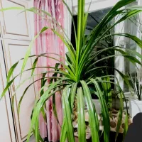 گل پاندانوس ۱۷ ساله بزرگ