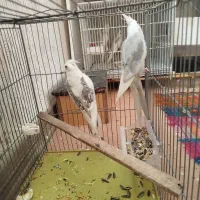 عروس هلندی|پرنده|صدرا-فارس, فاز ۱|دیوار