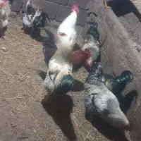 خروس.|حیوانات مزرعه|خسروشاه, |دیوار