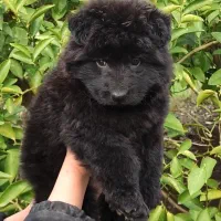 توله ژرمن بلک موبلند