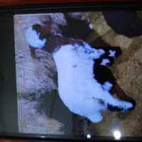 کارگر دامداری