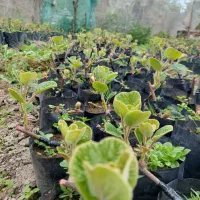 نهال کیوی پیوند شده هایواردطلایی با پایه خیاری