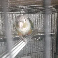 گرینچیک نر با تست فقط ۲۸۰۰|پرنده|بابل, |دیوار