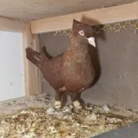 5 عدد کبوتر قیمت مناسب فروشی