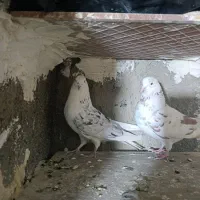 کفتر پرشی|پرنده|مشکین‌دشت, |دیوار