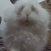 خرگوش لوپ هندی بازیگوش|موش و خرگوش|ایلام, |دیوار