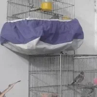 سهره مرغ عشق عروس|پرنده|قزوین, |دیوار