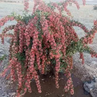 نهال زرشک گلدانی