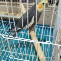 عروس هلندی نر|پرنده|کلاله, |دیوار