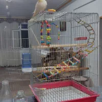 عروس هلندی 1سال ونیم سخن گو همراه قفس بزرگ