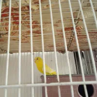 فروش دوجفت مرغ عشق