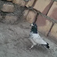 کبوتر گرفتنی