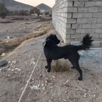 سگ قدریجونی همه چی تمام درشت|سگ|ساروق, |دیوار