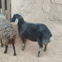 بره قوچ کبود