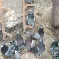 کبوترشهرستان