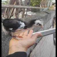 نیمجه گلین|حیوانات مزرعه|چالوس, |دیوار