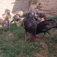 هفت جفت بقلمون محلی