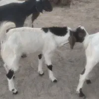 بز نر و ماده دورگ پاکستانی جوان شش ماه و هفت ماهه|حیوانات مزرعه|نیک شهر, |دیوار