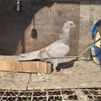 کبوتر پرشی|پرنده|علیآباد کتول, |دیوار