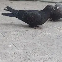 سه عدد کبوتر