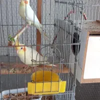 عروس هلندی باجوجه و طوطی کوتوله اوپال کله نارنجی