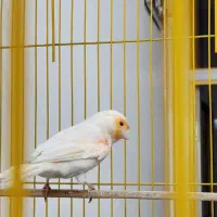 قناری موزائیکی مست مست فول|پرنده|کارون, |دیوار