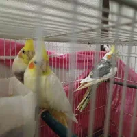 عروس هلندی