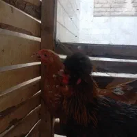 مرغ و خروس
